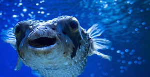 Pakdemirli: Balon balığı avcılığını destekleme kapsamına aldık