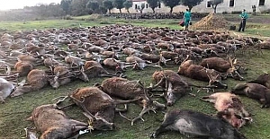 Portekiz’de aşağılık bir katliam: 540 vahşi geyik iki günde öldürüldü!..