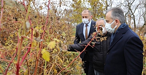 Türkiye'de Ahududu üretiminin % 96.7'si Bursa'da