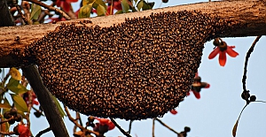 Arıların hayranlık uyandıran dünyası..
