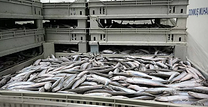 Avlanma yasağı getirilen hamsinin kilosu 40 liraya yükseldi