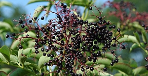 Gıda ve İlaç Sanayinin gözde bitkisi Mustafakemalpaşa'da yetiştirilecek