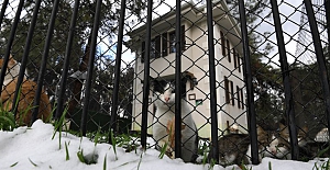 Sahipsiz Kedilerin Villa Keyfi