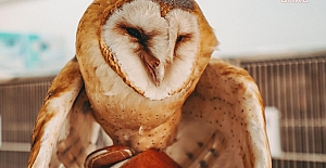 Yaralı Peçeli Baykuş tedavi altına alındı