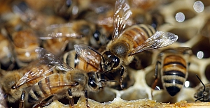Bal Arılarının Şaşırtıcı Düzeydeki Demokrasi Kültürü