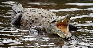 Kaybolan balıkçı, timsahın karnından çıktı