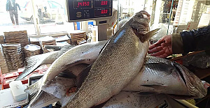 Türkiye Levrek ve Çipura ihracatında dünya lideri