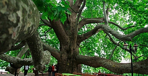 BURSA TARİHİ ULU ÇINARI: "Gökyüzünü Kucaklayan Tek Başına Bir Orman"