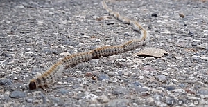Adıyaman'da tırtıl sürüsünün yolculuğu görüntülendi