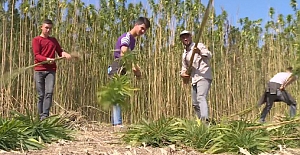 Türkiye'nin ilk yerli kenevir tohumları tescillendi