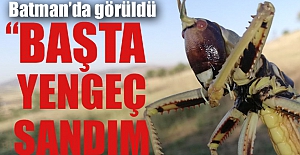 Batman'da etçil çekirge görüldü