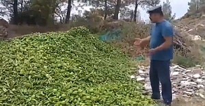 Çiftçi ürünlerini çöpe döküyor!..