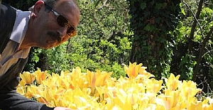 ALİ KAYBAL (DERMANİ) yazdı: "İlla Gül Olsun.. (şiir)"