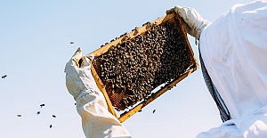 Arılar Arasında Yeni Hastalık: Toplu Ölüm, Diğer Canlıları da Riske Atıyor