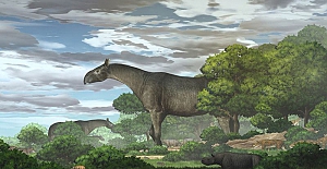 Çin'de bulunan dev gergedan fosili, 'zürafadan uzun' yeni bir türü ortaya çıkarttı