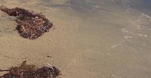 Ege kıyılarında yeni tehdit: SARGASSUM
