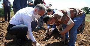 İnegöl’de İlk Ekinezya Ekimi Gerçekleşti