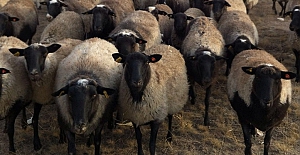 Mübarek Kurban Bayramınız Kutlu Olsun!