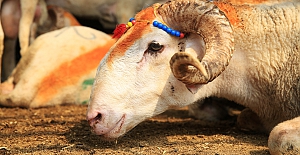 Nilüfer’de kurban kesim yerleri belirlendi