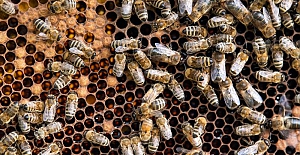 Ege'deki yangınlar arıcıları vurdu