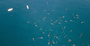 Uluslararası Köpekbalığı Günü Kutlandı