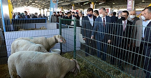 Küçükbaş Hayvancılık Festivaline Coşkulu Açılış