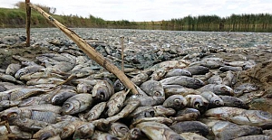 Trakya'da Doğa Katliamı; Binlerce balık telef oldu ve sadece para cezası!