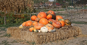 Nilüfer Kent Bostanları’nda kabakların görsel şöleni