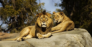 Öksürüp hapşırdığı görülen 11 aslanın Kovid-19 testi pozitif çıktı