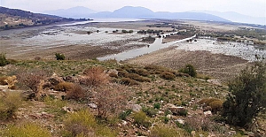 Bafa Gölü’nde istilacılar ortaya çıktı