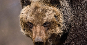 Eve hırsız girdiğini sanan çiftin karşısına ayı çıktı