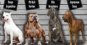 Mudanya Belediyesi'nden evcil hayvanların kayıtı konusunda uyarı!