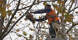 Budanan ağaç dalları ihtiyaç sahiplerine yakacak oluyor