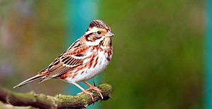 Kuş sesleri dünyaca ünlü şarkıcıları geride bıraktı