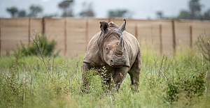 Nesli tükenme tehlikesi altındaki 30 gergedan Güney Afrika'dan Ruanda'ya taşındı: "Hazırlıklar üç yıl sürdü"