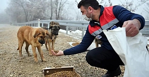 Ankara Büyükşehir Belediyesi, sokak hayvanları için mama üretim tesisi kurdu