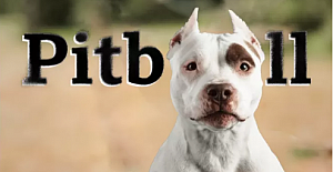 Pitbull ve 'tehlikeli ırklar': Neden saldırırlar, suç köpekte mi, yasak çözüm mü?