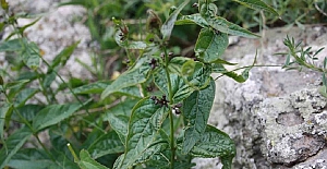 Türkiye'de yeni bir bitki türü keşfedildi ve dünyaya tanıtıldı