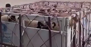 Ete yüzde 48 zam gelmişken kriz çıkaracak görüntüler