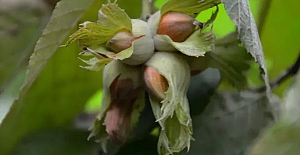 Fındıkta ilk rekolte tahmini 790 bin ton