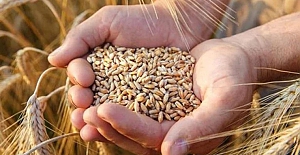 TMO'dan yüksek fiyatlar nedeniyle buğday ithalatı kararı