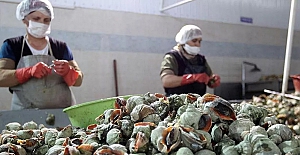 4 ülkeye satıldı, 3 ayda 1 milyon dolar kazandırdı