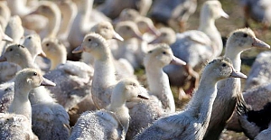 ABD'de kuş gribi alarmı