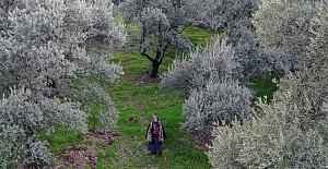 Çevrecilerden "kömür yerine zeytin" önerisi