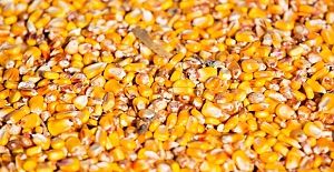 Tarım ve Orman Bakanlığı’ndan yeni GDO’lu yemlere onay!