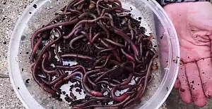 30 santimetre zıplayabilen "çılgın" solucan istilası ABD'yi alarma geçirdi