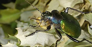 Belçika ormanlarını Türkiye’den getirilen ‘terminatör böcekler’ koruyacak