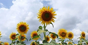 9 üründe gümrük vergisi sıfırlandı!