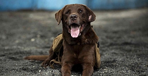 Araştırma: Köpekler koronavirüs enfeksiyonunu tespit etmede PCR testinden daha etkili