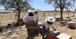 Güneydoğulu Kadınların Bal Mesaisi